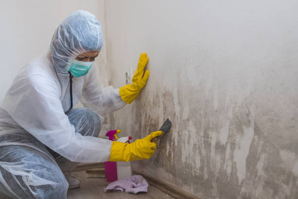 Best Attic Mold Removal  in Lionville, PA
