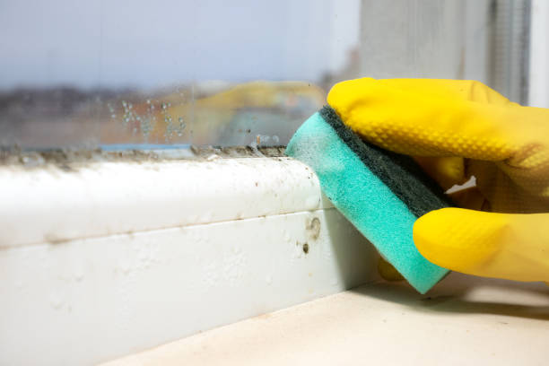 Home Mold Removal in Lionville, PA