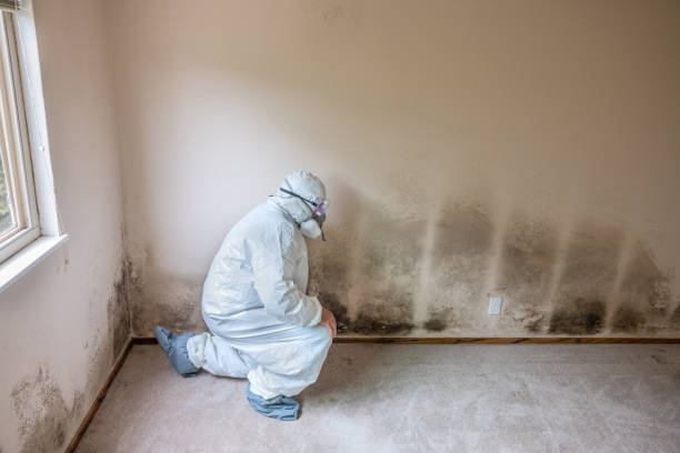 Best Certified Mold Removal  in Lionville, PA
