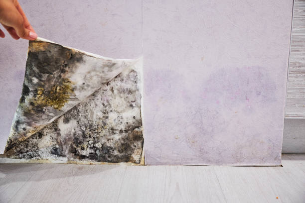 Best Office Mold Removal Services  in Lionville, PA